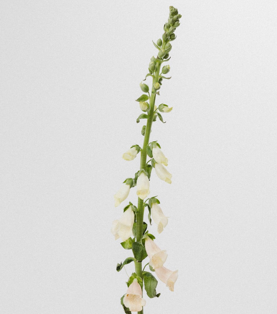 Natural Beauty Necklace in Gold